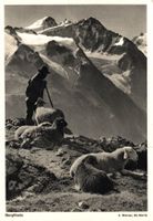 Bergfriede. Hirte mit Schafen (Albert Steiner, St. Moritz)