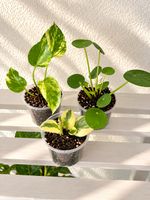 3-er Set Zimmerpflanzen🌿✨