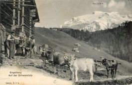 Schwandalp   OW  ob Engelberg  -  Alpsenn & Kühe mit Titlis
