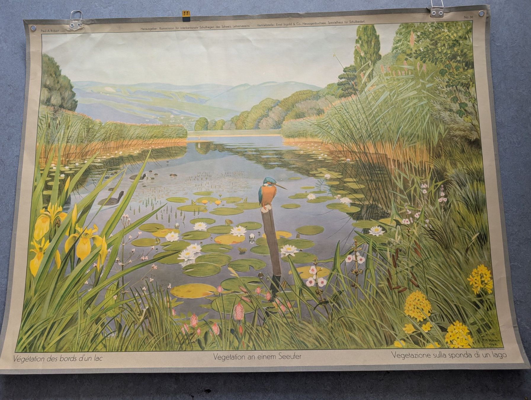 Foto & Immagini: Schulwandbild Nr. 36 - Vegetation an einem Seeufer – Usato da Luzern venduto da JenKu