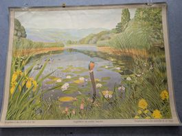 Schulwandbild Nr. 36 - Vegetation an einem Seeufer
