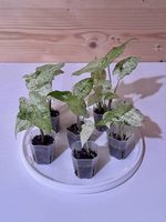 Baby Alocasia Macrorrhiza Splash