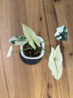 Alocasia Simpo Albo Variegata im SB-Topf