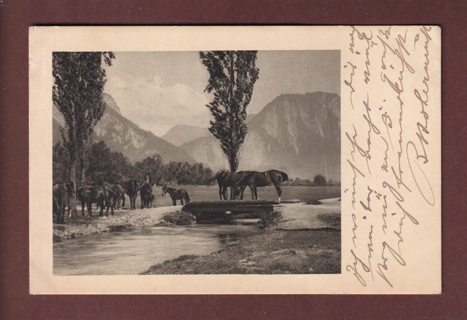 Cartoline postali: Naturstudie - PFERDE - 1917 – Usato da Pully venduto da nicecards-shop