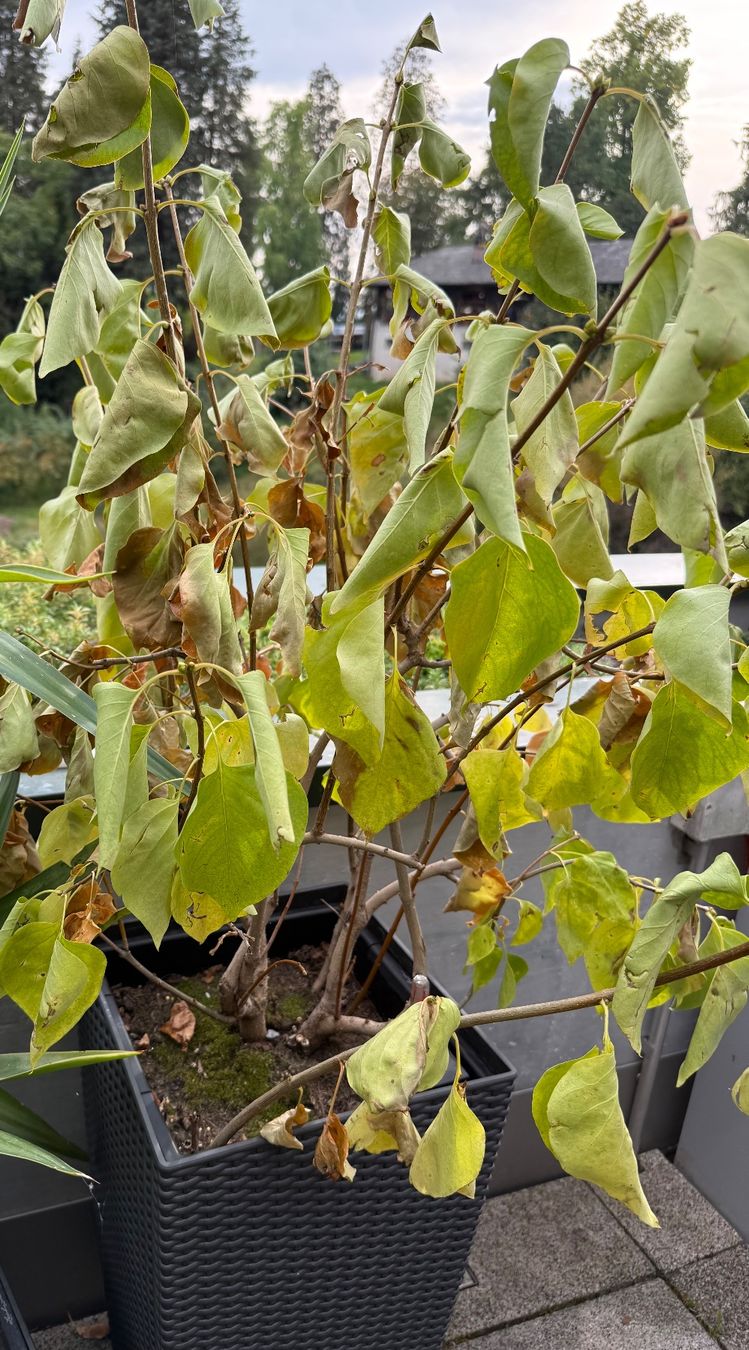 Plantes & graines: Zwei Flieder ohne Kunststofftopf – D'occasion à Meggen par RRI 1