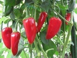 POIVRON  PIQUILLOS! 40g