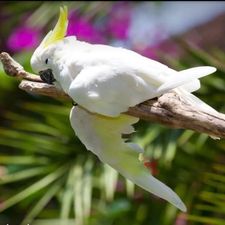 Profile image of Kakadu-1