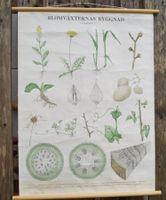 Schulwandbild  Aufbau der Blütenpflanzen / Löwenzahn u.a.