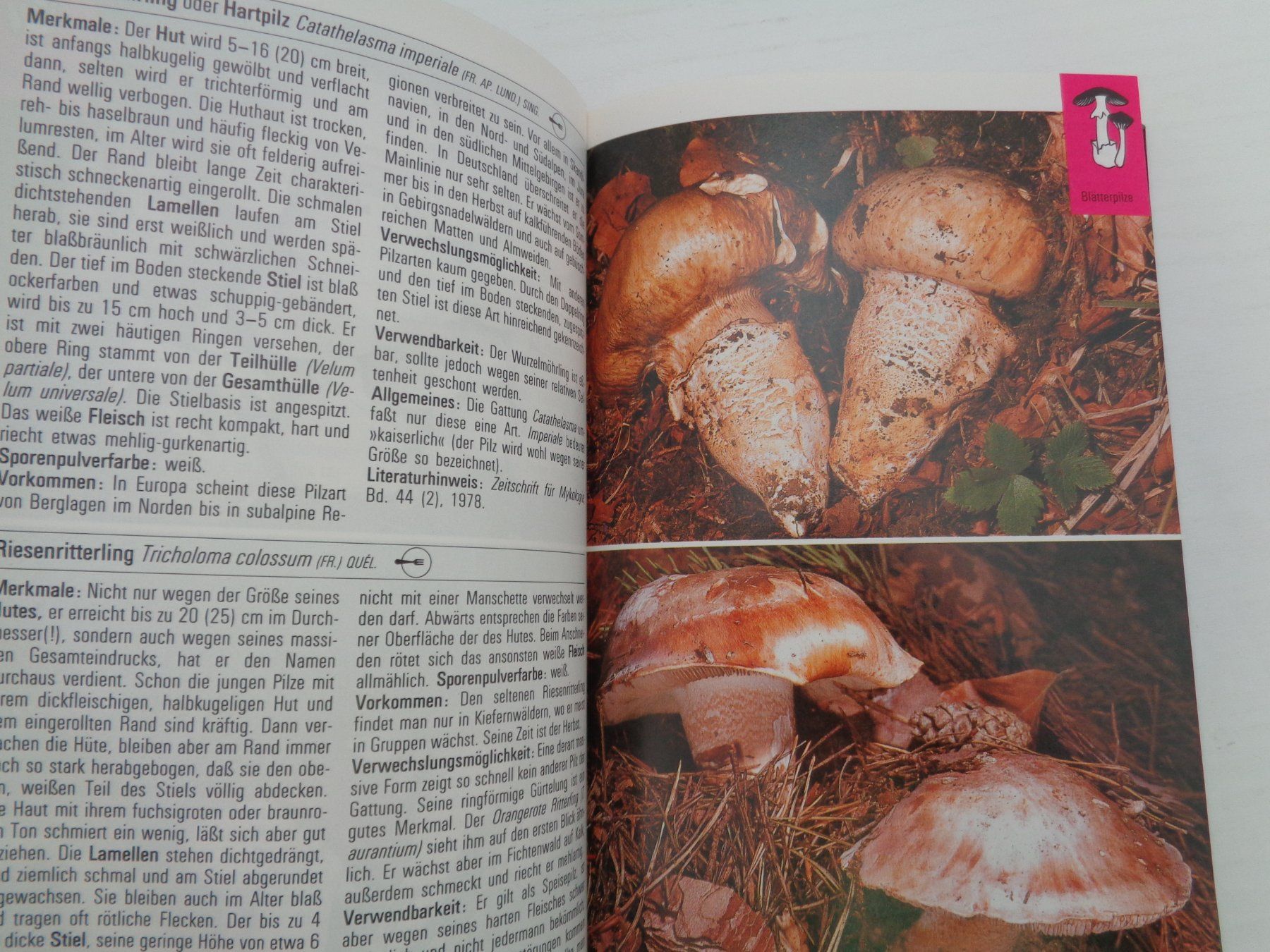 Libri: Pilze - die farbigen Naturführer – Usato da Chur venduto da Oregano1 6