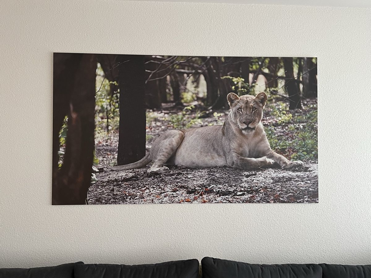 Foto & Immagini: Grossformat-Bild Löwin (Unikat) – Nuovo (secondo la descrizione) da Neftenbach venduto da slegnaon