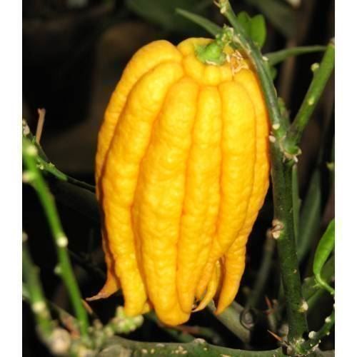 Piante & sementi: Citron Cédratier Main de Bouddha  20cm – Nuovo (secondo la descrizione) da Bremblens venduto da FIBONACCI369 2