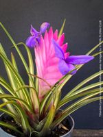 Tillandsia Cyanea Variegata - super selten zu finden