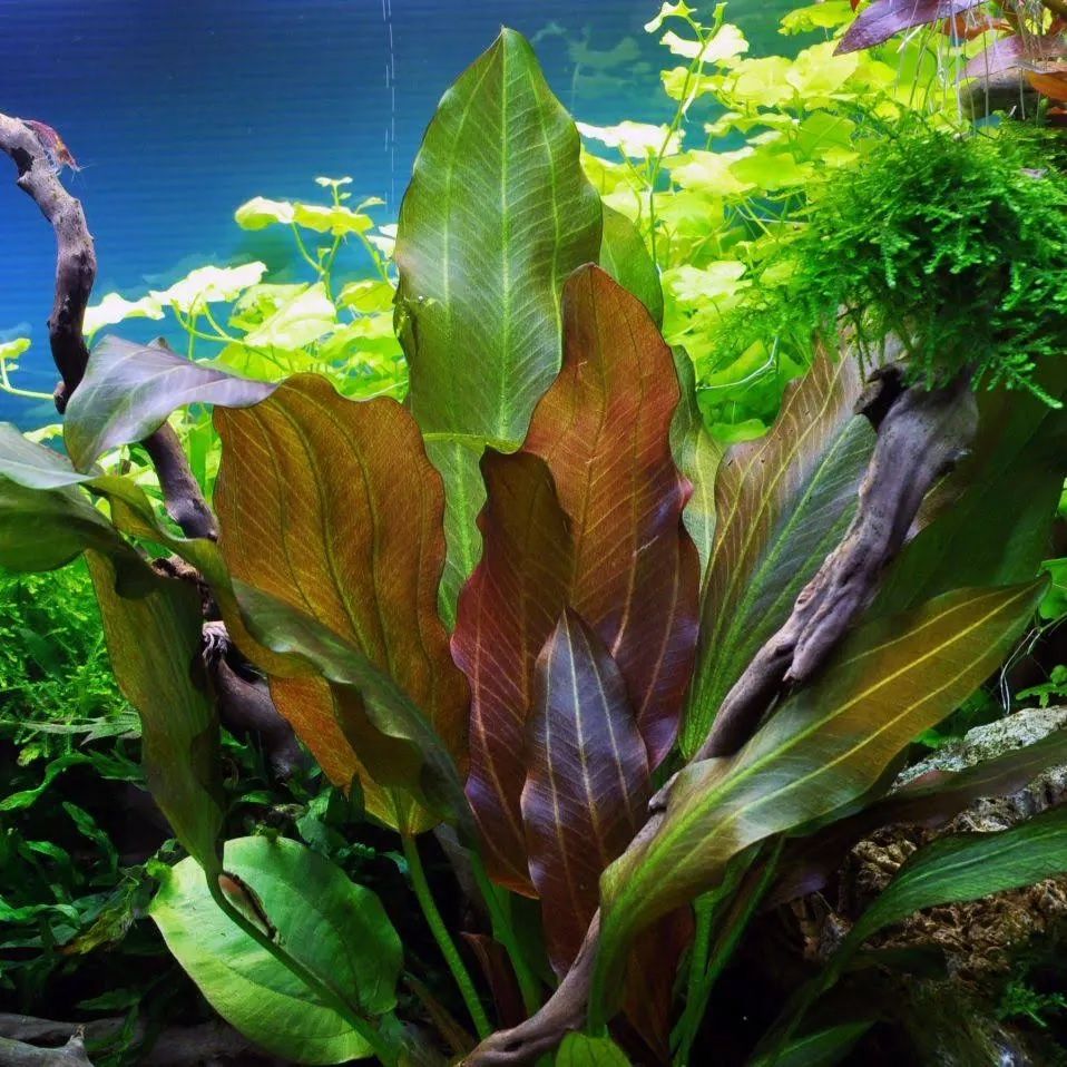 Piante & sementi: Aquarium Pflanzen, Echinodorus 'Reni' – Nuovo e nell'imballaggio originale da Dulliken venduto da miggu40 2