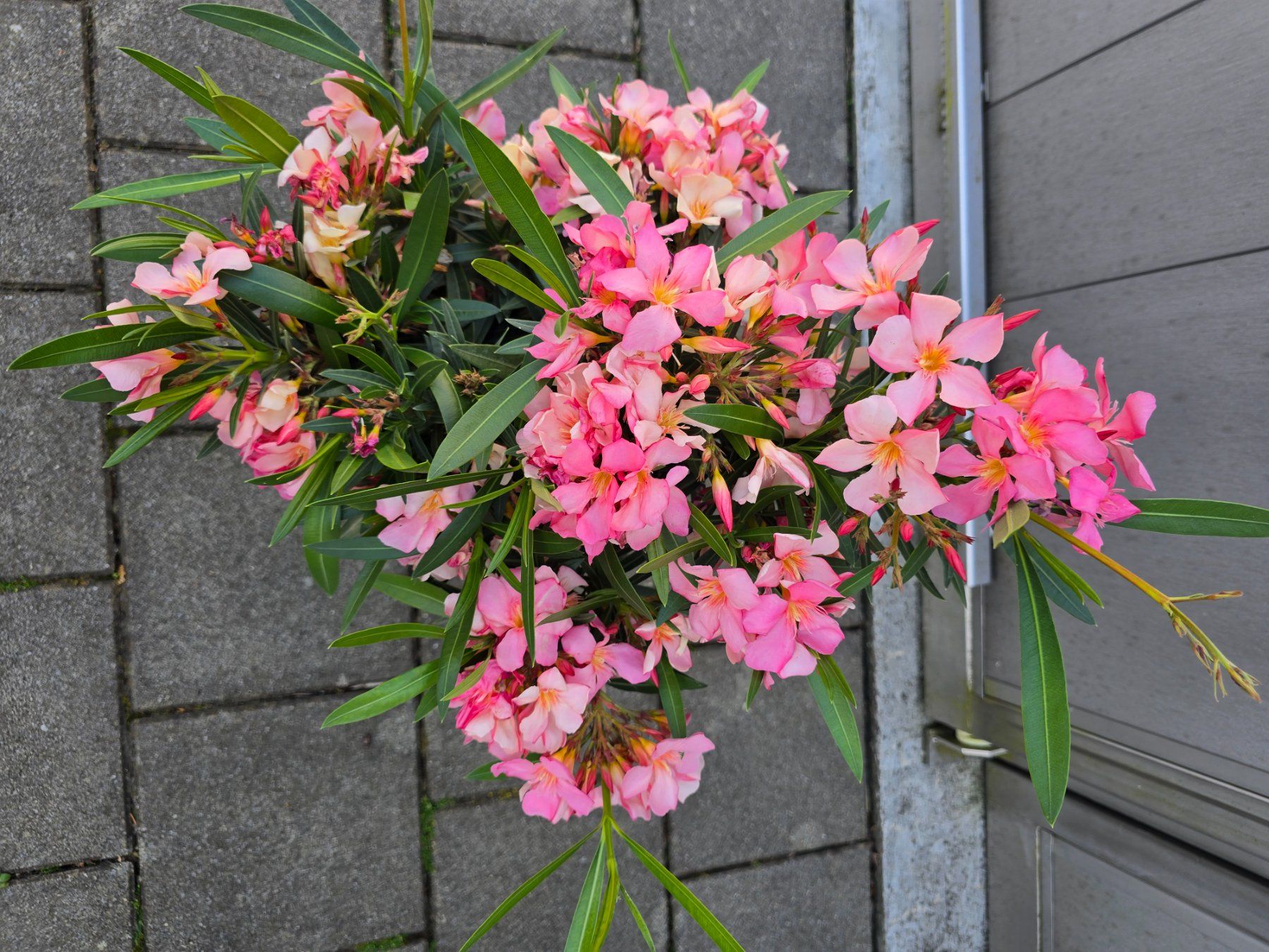 Piante & sementi: Kleiner Oleander – Nuovo (secondo la descrizione) da Aarburg venduto da popkorn65 5