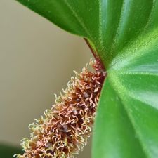 Profile image of Planties