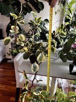 Peperomia obtusifolia Variegata – grosse, buschige Pflanze