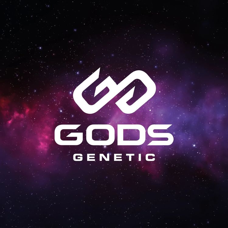 GODS BCAA 30PORTIONEN 300g DOSE BODYBUILDING FITNESS Kaufen