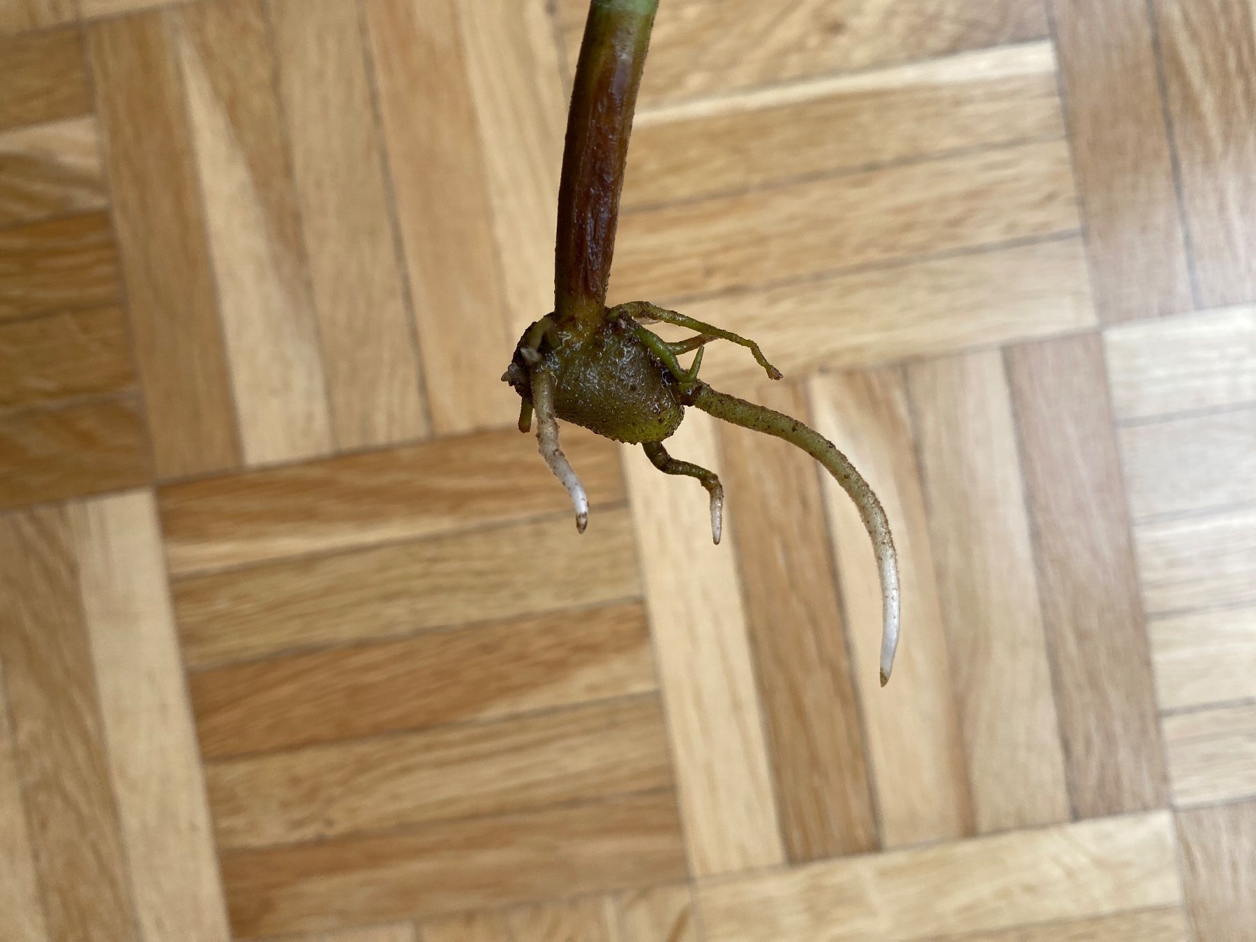 Piante & sementi: Zamioculcas Glücksfeder Steckling – Usato da Affoltern am Albis venduto da Michi_1414 2