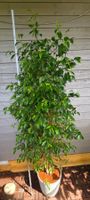 Schöner Ficus Benjamini / Feigenbaum rund 2 Meter gross