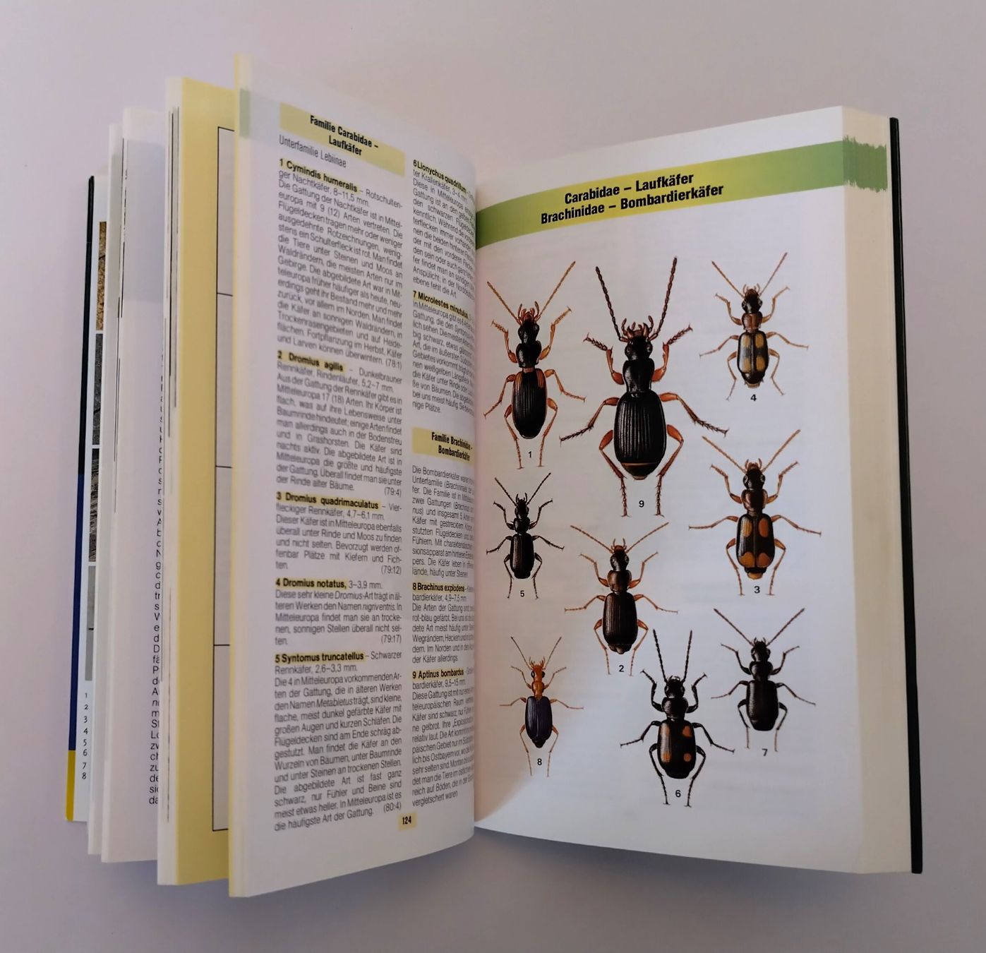 Livres: Käfer Buch / Der Kosmos Käferführer / Buch mit 352 Seiten – D'occasion à Bellach par JingleJerry 4