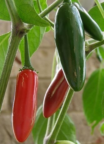 Piante & sementi: 'Serrano-Chili' - Pflanze! – Nuovo (secondo la descrizione) da Steffisburg venduto da Petroselium