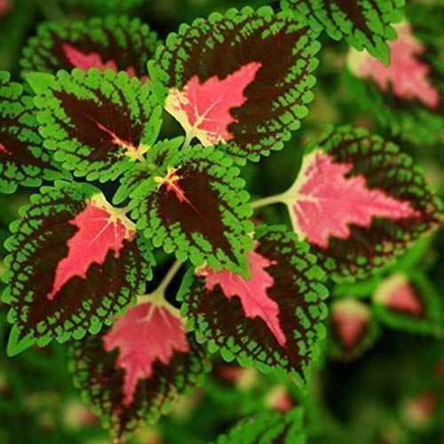 Plantes & graines: Coleus arc-en-ciel 60g – Neuf (Voir description) à Bremblens par FIBONACCI369 1