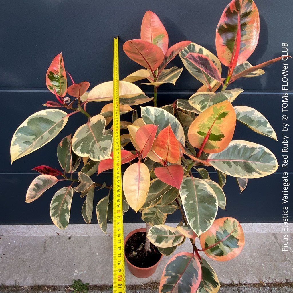 Piante & sementi: Ficus Elastica Variegata Red Ruby - rund 140cm Bäumchen – Nuovo e nell'imballaggio originale da Adliswil venduto da TAKEYOURPLANT 5