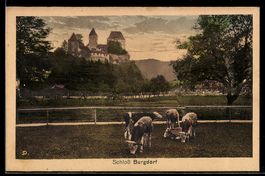 AK Burgdorf, Schloss Burgdorf, Kühe auf der Weide