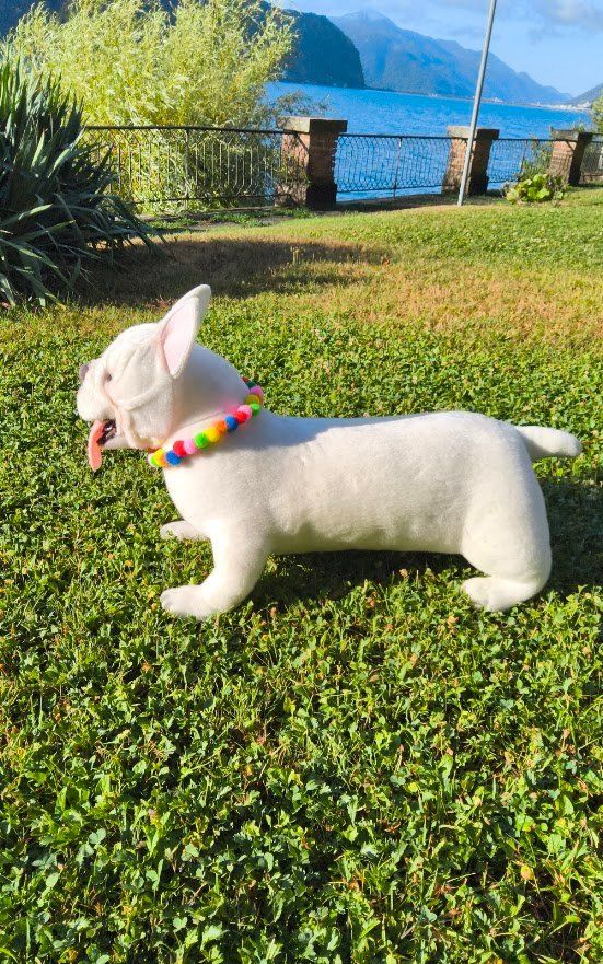 Jouets: French  Bulldog  Plüsch – Neuf (Voir description) à Castagnola par Cat-WomenX 1