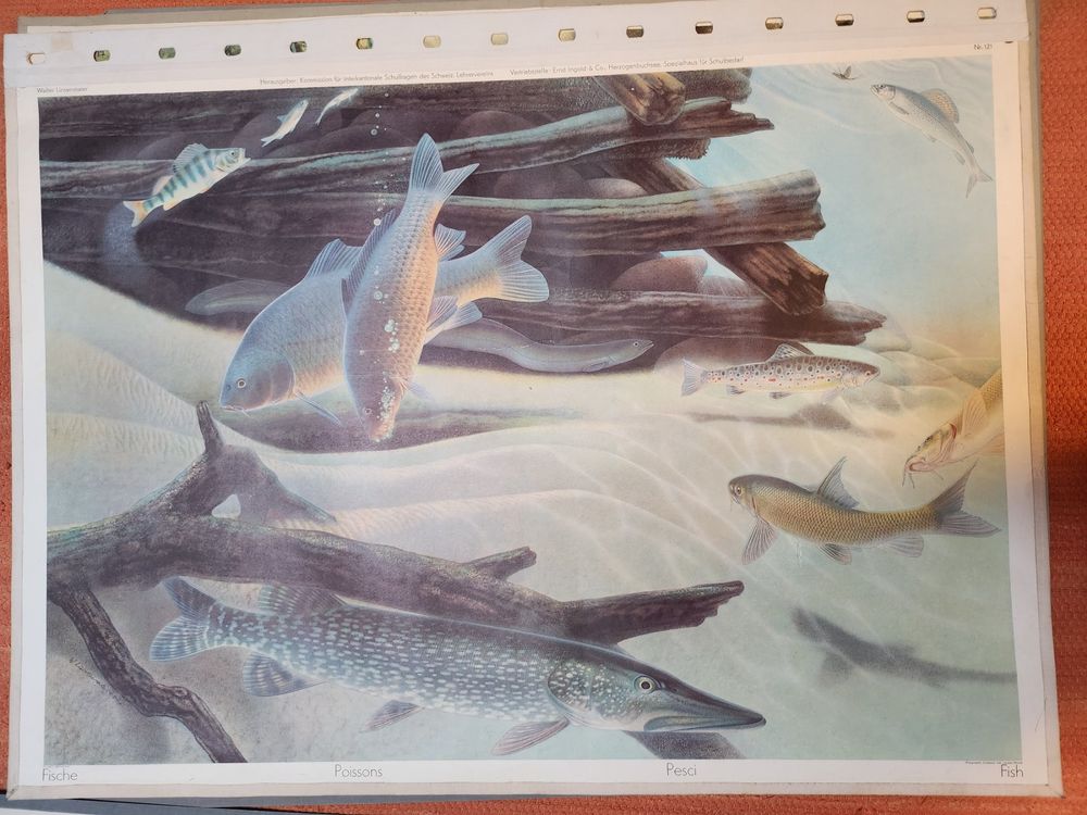 Posters & Illustrations: Schulwandbild: Fische – D'occasion à Dietikon par Buchantiqdietikon