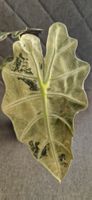 🤩Alocasia Polly Pink Variegata Rhizom 