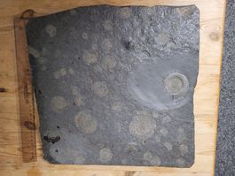 Sehr hübsche Platte mit Ammoniten aus Holzmaden, D.