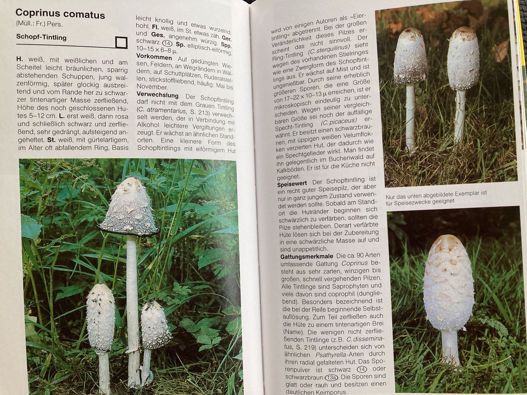 Bücher: BLV Handbuch Pilze,  638 Seiten – Gebraucht aus Baden von Yoyo1 5