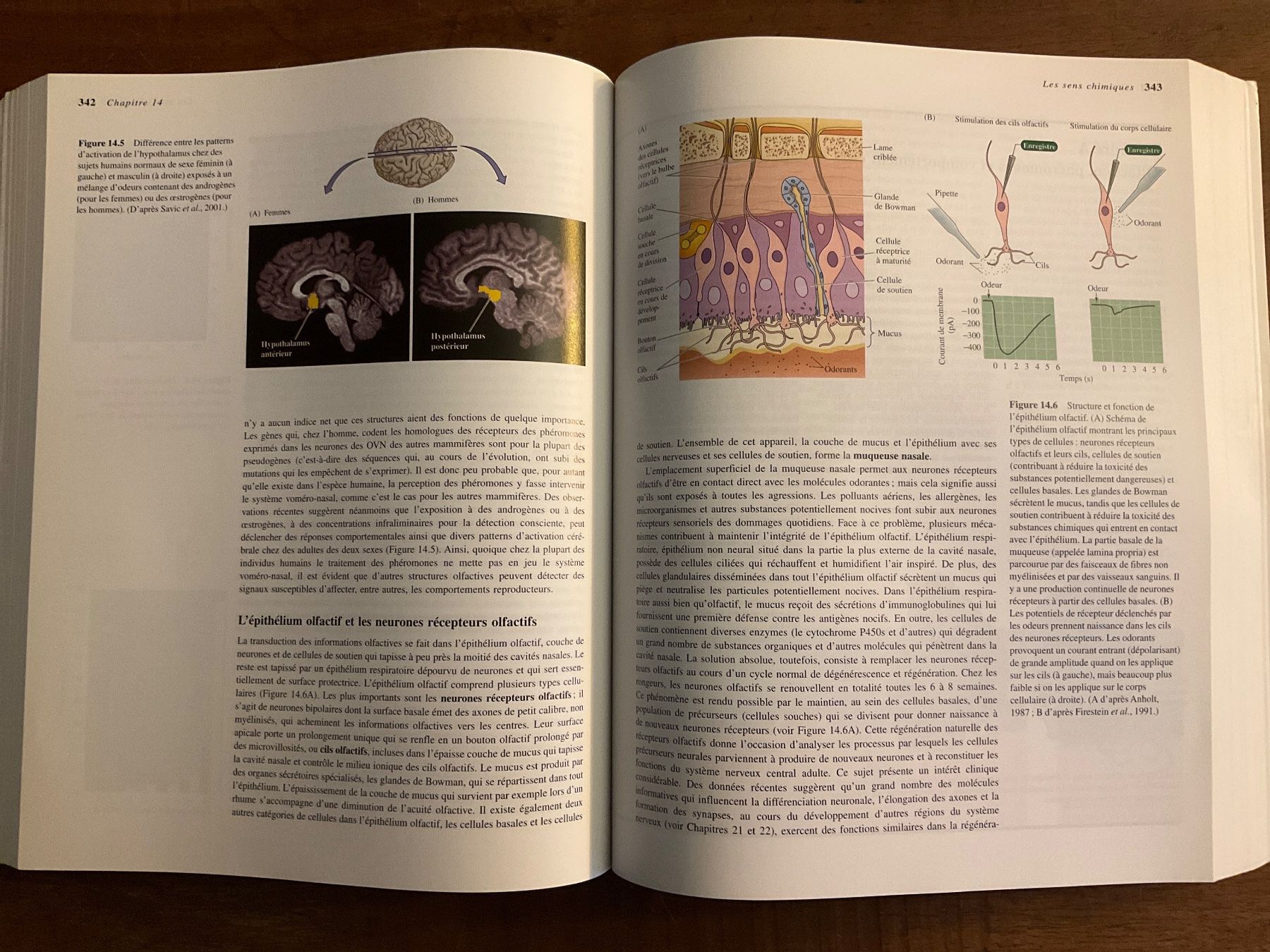 Libri: Neurosciences - Purves - 3ème édition - sans Cd – Usato da Avenches venduto da Lactobacille 2