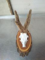 Bastbock, Reh, selten
