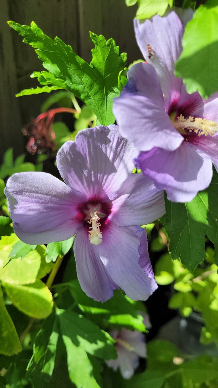 Plantes & graines: Hibiskus violet winterhart, ca. 100 cm – D'occasion à Glattfelden par peppa11 1