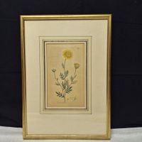 Schönes, antikes Bild, Blume, gelbe Blüten (4)