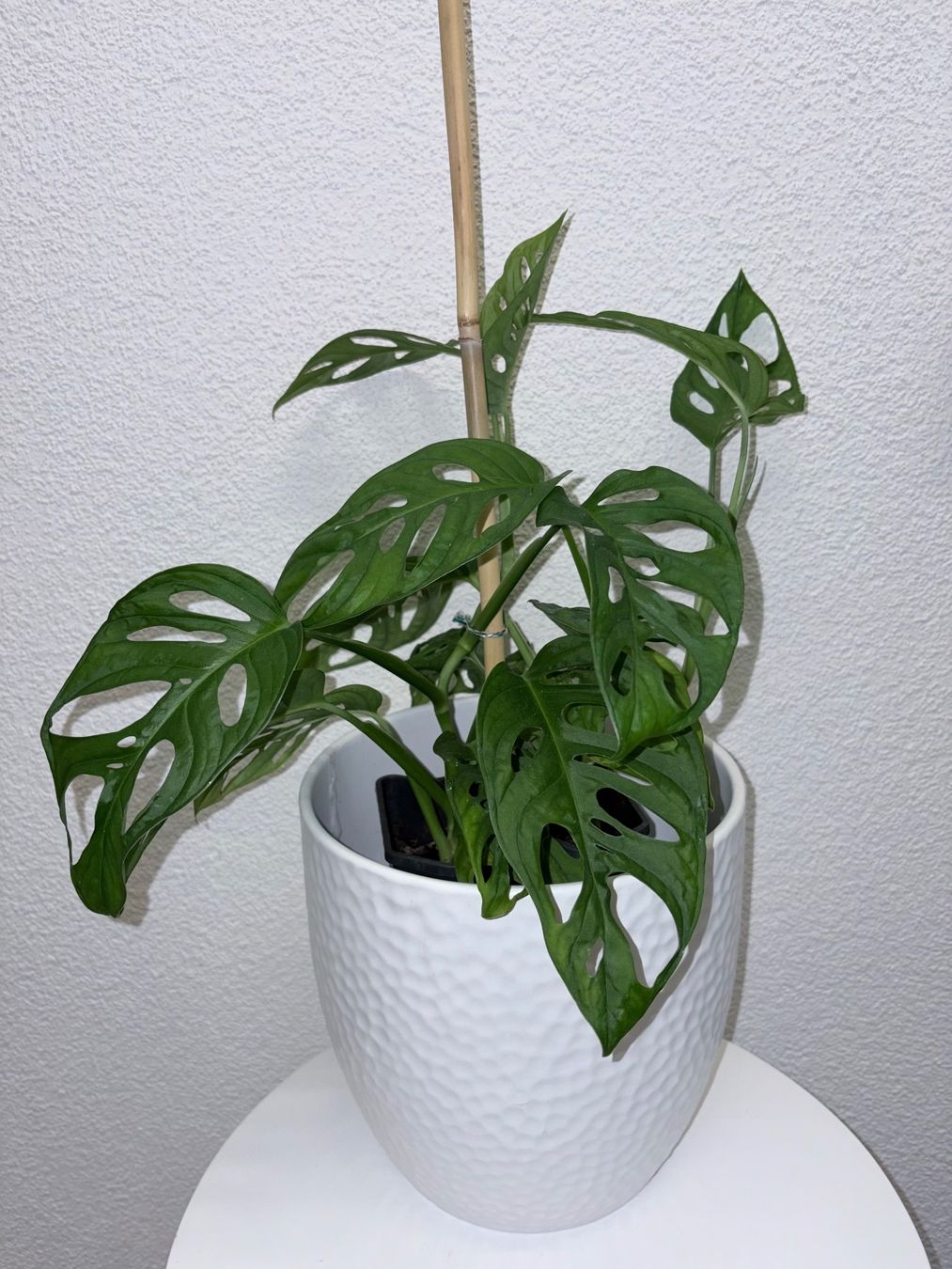 Plantes & graines: Monstera 'Monkey Leaf Monstera adansonii 46 cm – D'occasion à Kilchberg ZH par malibubeach