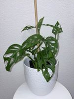 Monstera 'Monkey Leaf Monstera adansonii 46 cm