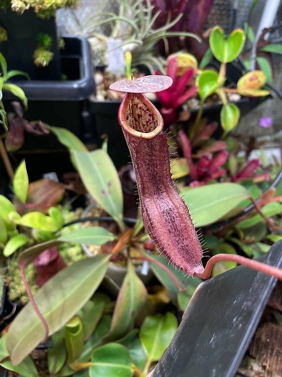 Piante & sementi: Nepenthes boschiana & weitere – Usato da Basel venduto da HelensNepenthe 1