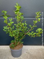 GINKGO BILOBA MENHIR säulenförmig mit goldener Herbstfärbung