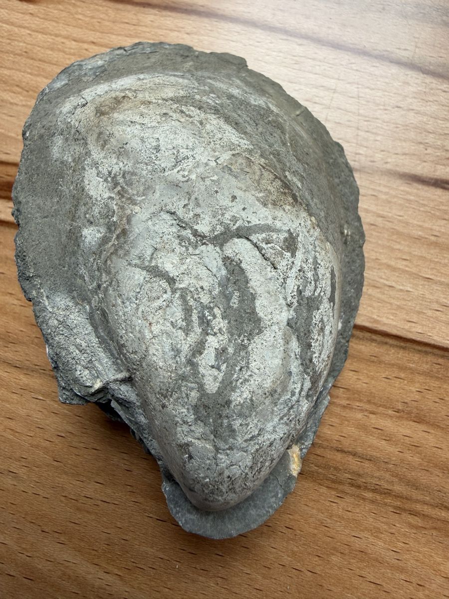 Fossili: Versteinerte Auster – Usato da Grenchen venduto da Bastet007 5