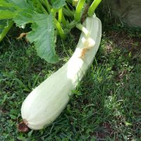 Courgette Bianca Di Sicilia / Blanche de Sicile (longue) 50g