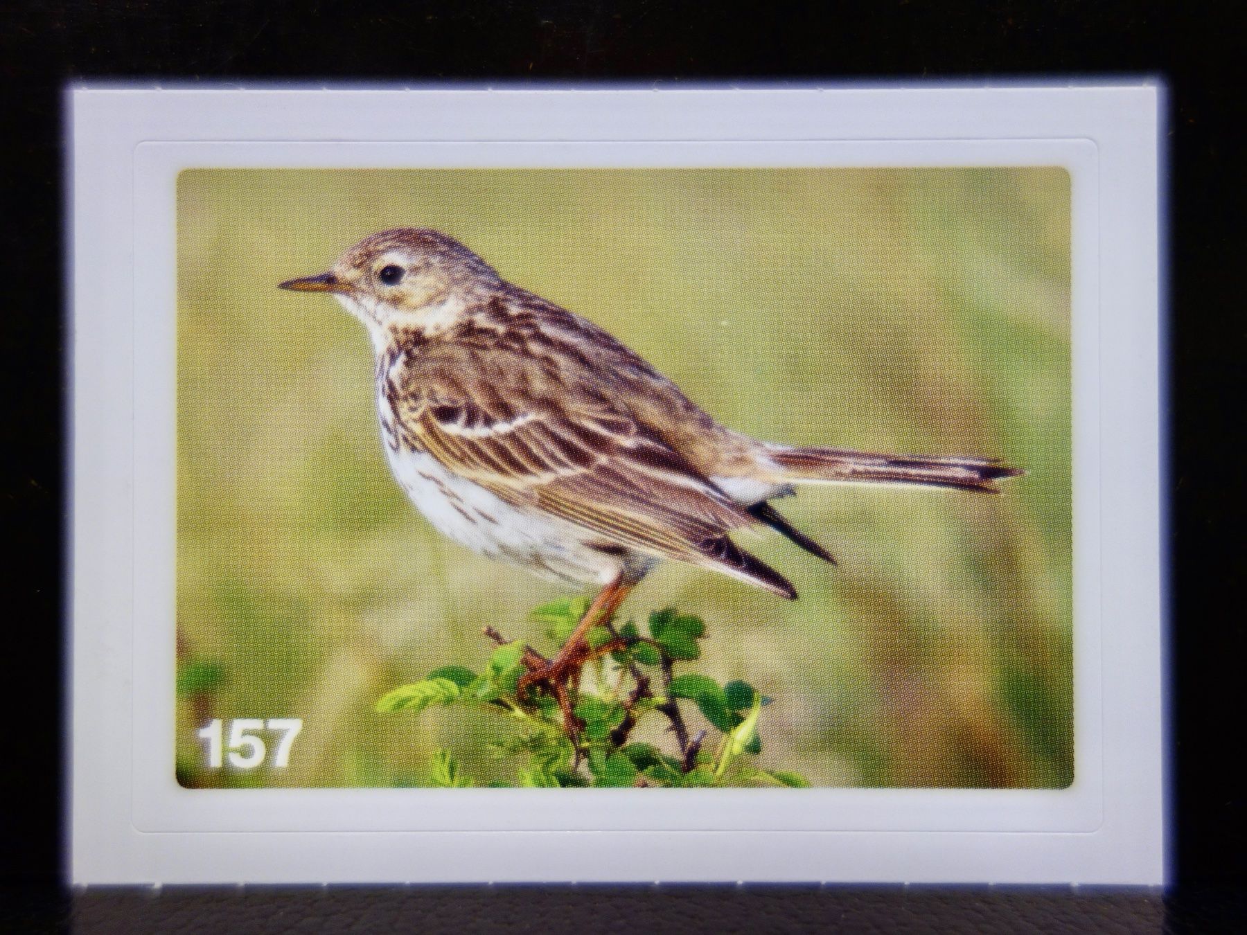Migros Sammelbilder & Trading cards: MIGROS MANIA Nature Detectives Nr. 157 – Gebraucht aus Kerzers von djstarsky73