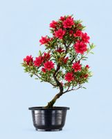 🌸 Satsuki Azalee – Japan-Import – ca. 40 cm