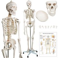 Menschliches Anatomie Skelett 181,5 cm