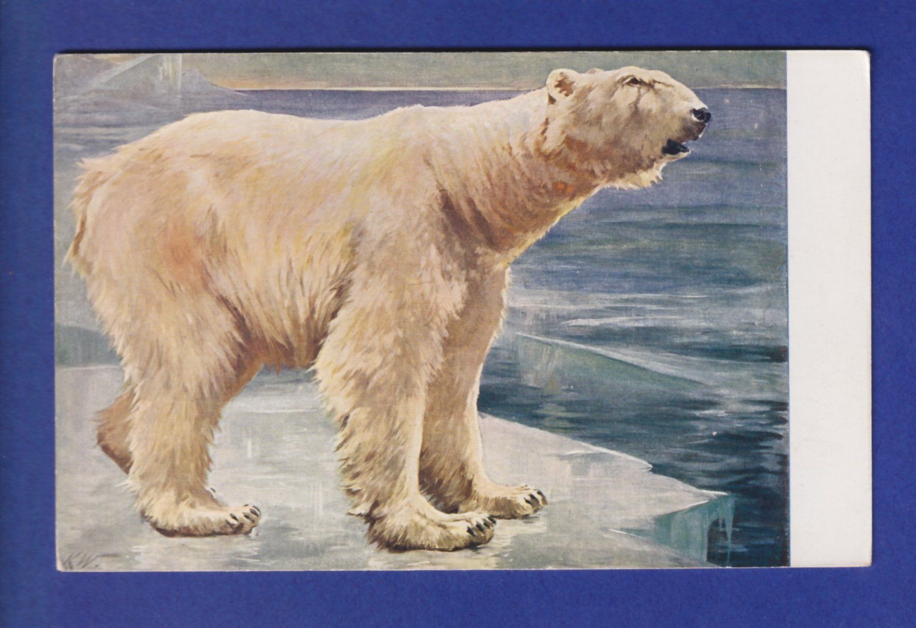 Cartoline postali: OURS POLAIRE – Usato da Pully venduto da nicecards-shop