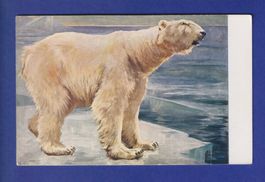 OURS POLAIRE