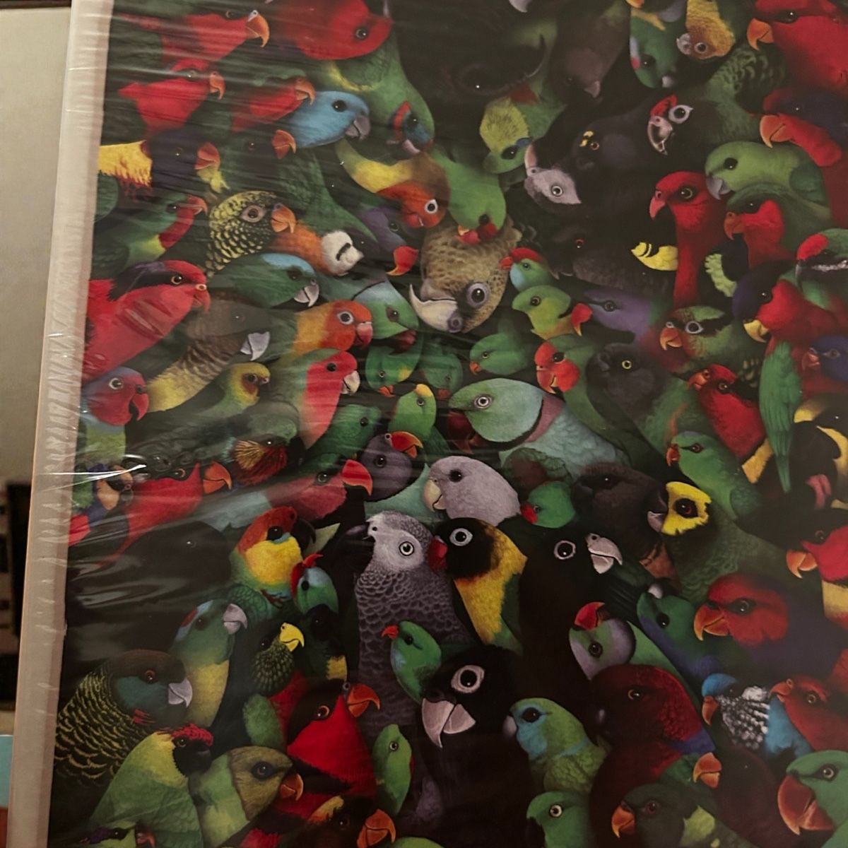 Puzzle: PUZZLE 1000 PARROTS PAPAGEI – Nuovo e nell'imballaggio originale da Zürich venduto da noddygoestotoyland 1