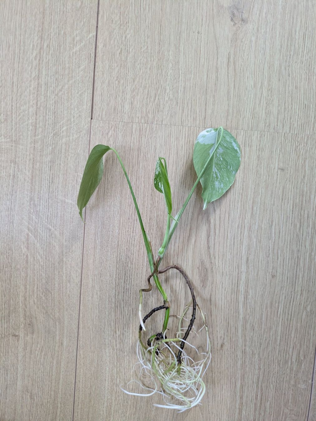 Piante & sementi: Schöne Monstera Variegata Steckling - Rare – Usato da Winkel venduto da Kade50 1